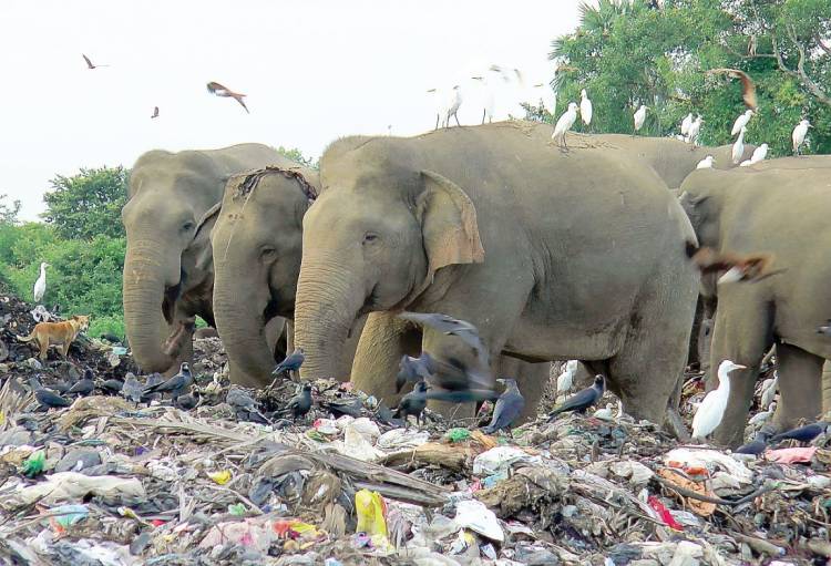  அஷ்ரப் நகரில் காட்டு யானைகள் அட்டகாசம்